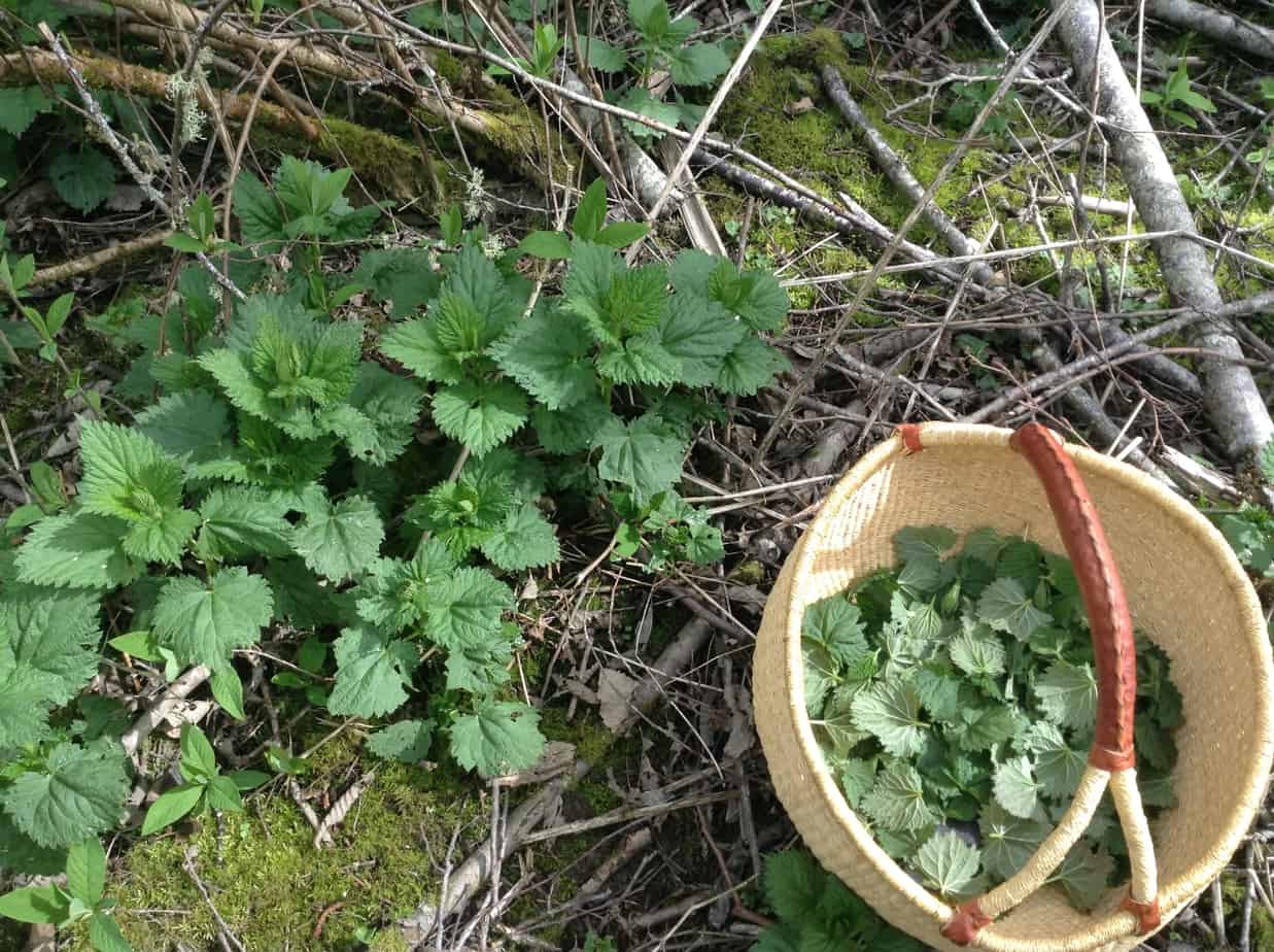 I took this photo while harvesting nettles that I will dry and give to the elders for tea. It reminds me that since the beginning elders have always needed harvesters and gatherers to support them, and now we have to remember that teaching. We need to gather food and medicine for our elders, and we need to make sure we do it in a safe way. Jared Qwustenuxun Williams/The Discourse Cowichan