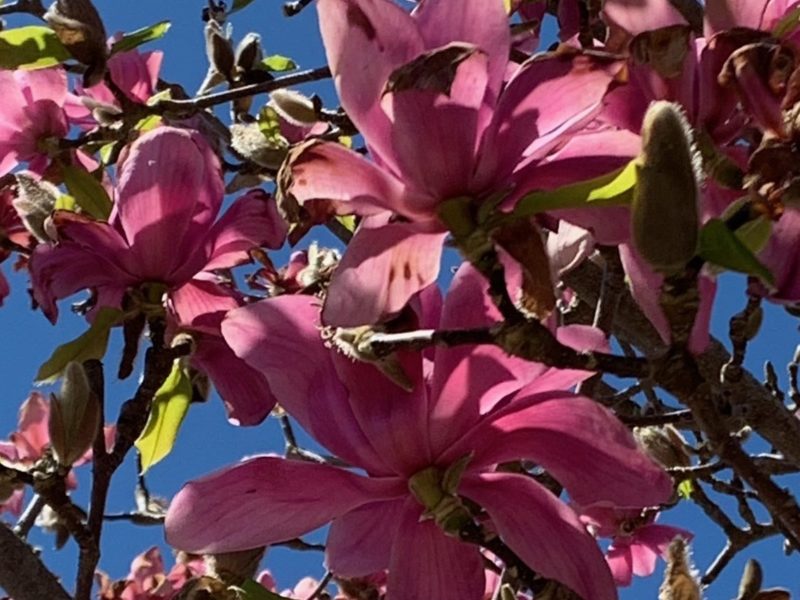 magnolia in bloom duncan bc