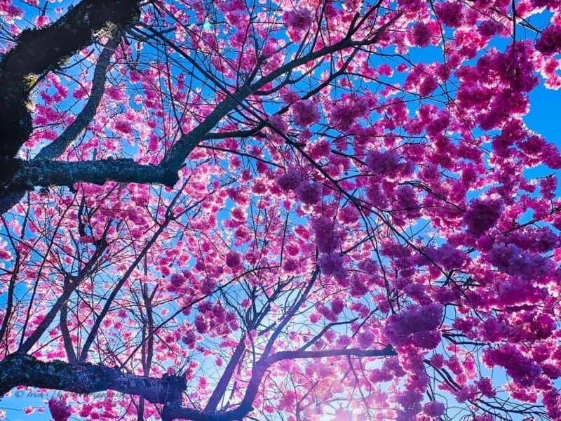 Cowichan photo of the week