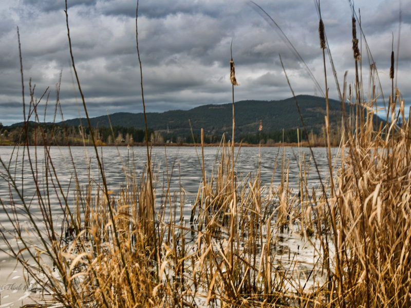 Cowichan photo of the week