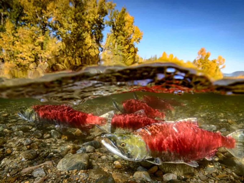 Bringing salmon back to the upper Columbia River will be the focus of a free online festival taking place from May 10th to 16th.