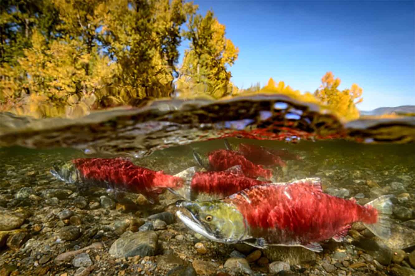 Bringing salmon back to the upper Columbia River will be the focus of a free online festival taking place from May 10th to 16th.
