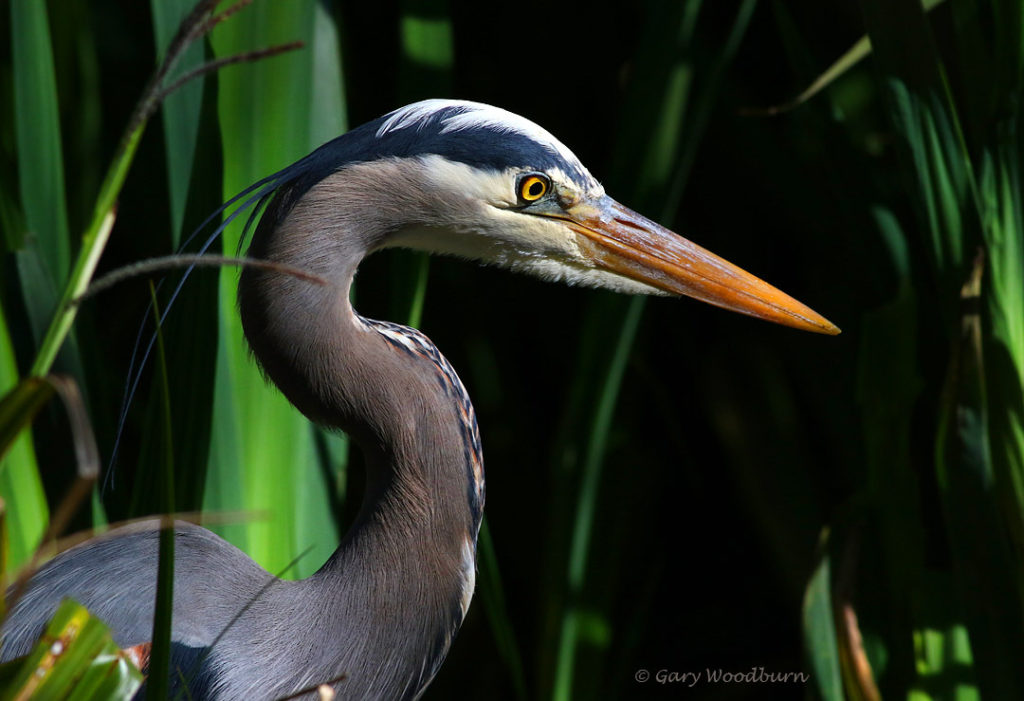West Shore photo of the week