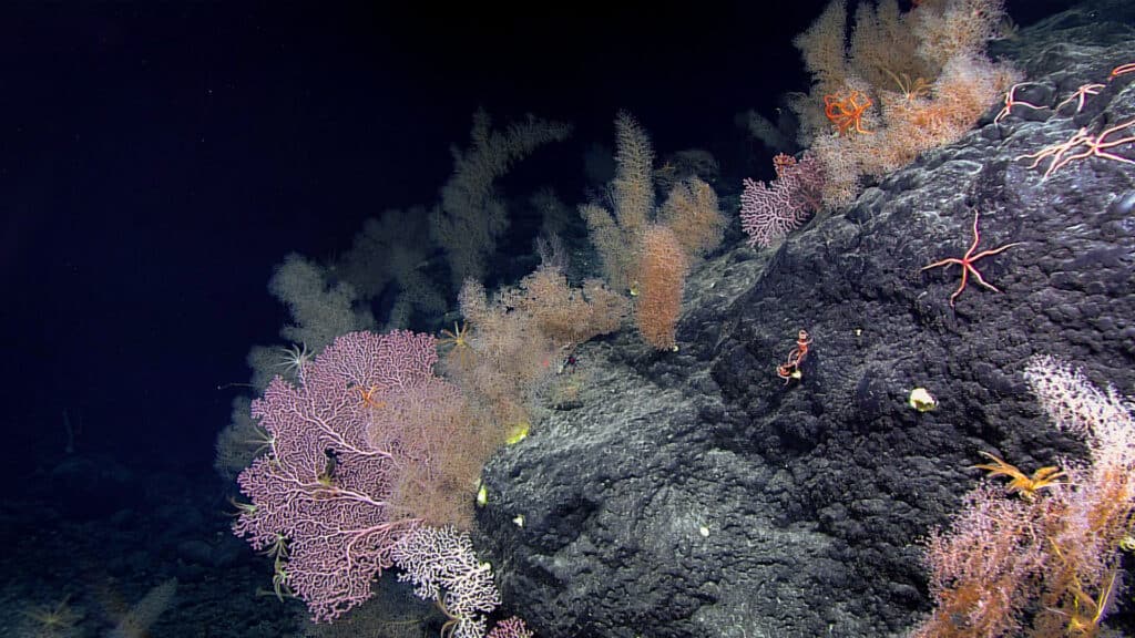 An image of a colourful coral garden with pink, purple and yellow coral on a grey rock. The garden is surrounded by black, deep water.