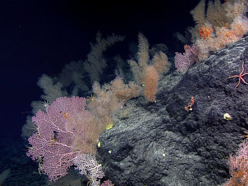 An image of a colourful coral garden in the deep ocean with pink, purple and yellow coral on a grey rock. The garden is surrounded by black, deep water.