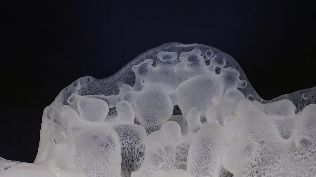 A glass sponge that looks like the x-ray of bones surrounded by black, deep water.