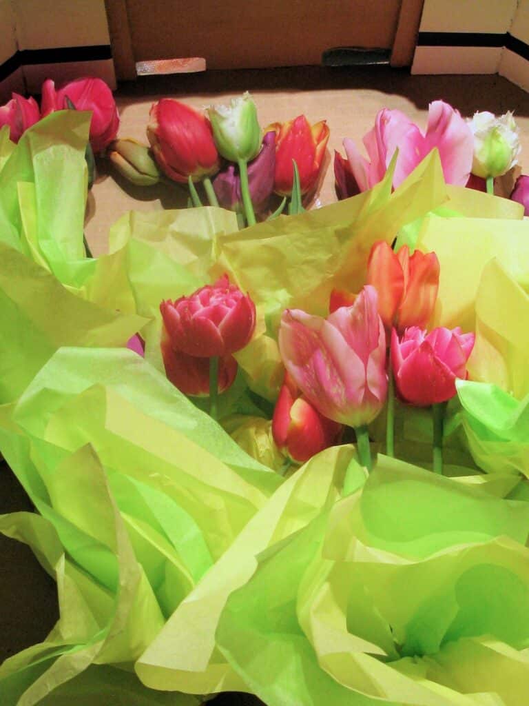 bouquets of tulips wrapped in paper