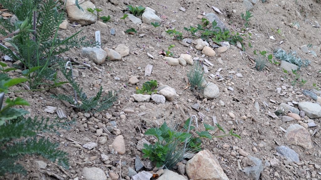 Stones help support seedings at the p’hwulhp ecosystem restoration plot, allowing them to establish roots without the soil giving way. <b>Photo by Lys Morton<b/>