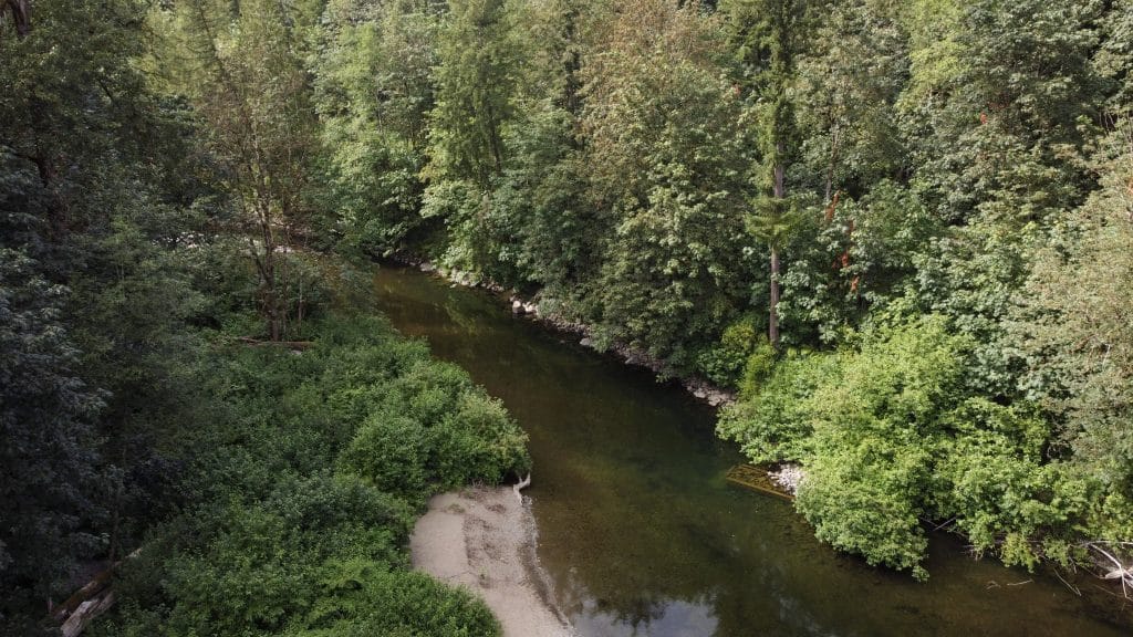 A photo of the Xwulqw'selu Sta'lo' (Koksilah River) taken by drone, slightly above the river. The river is flanked on both sides by lush forest and a small beach is pictured in the bottom left of the photo.
