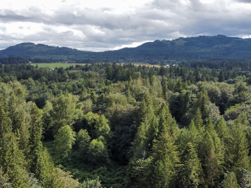 A drone photo taken above treetops with mountains in the background. Taken of the Koksilah Watershed, one of two watersheds studied in the Twinned Watersheds Project.