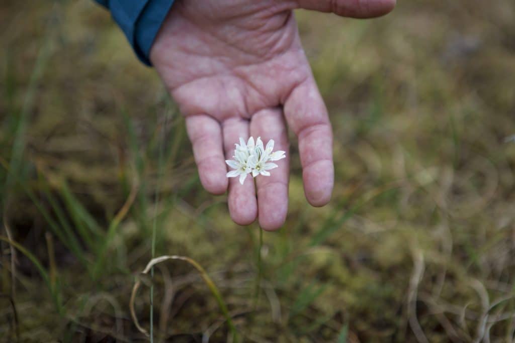 Macro shot of Allium amplectens (slimleaf onion) between Scott Black's fingers