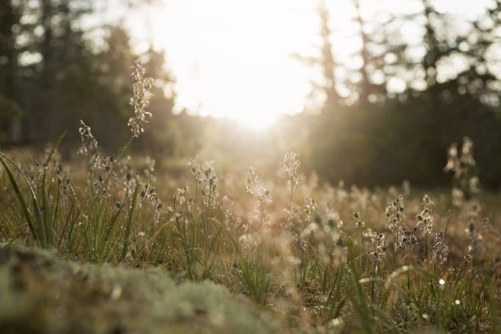 Macro photo of the plant life in Harewood Plains, Nanaimo