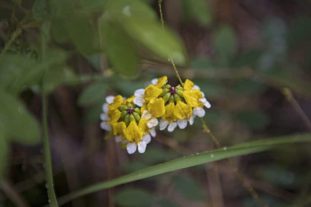 Macro shot of Hosackia pinnata at Harewood Plains