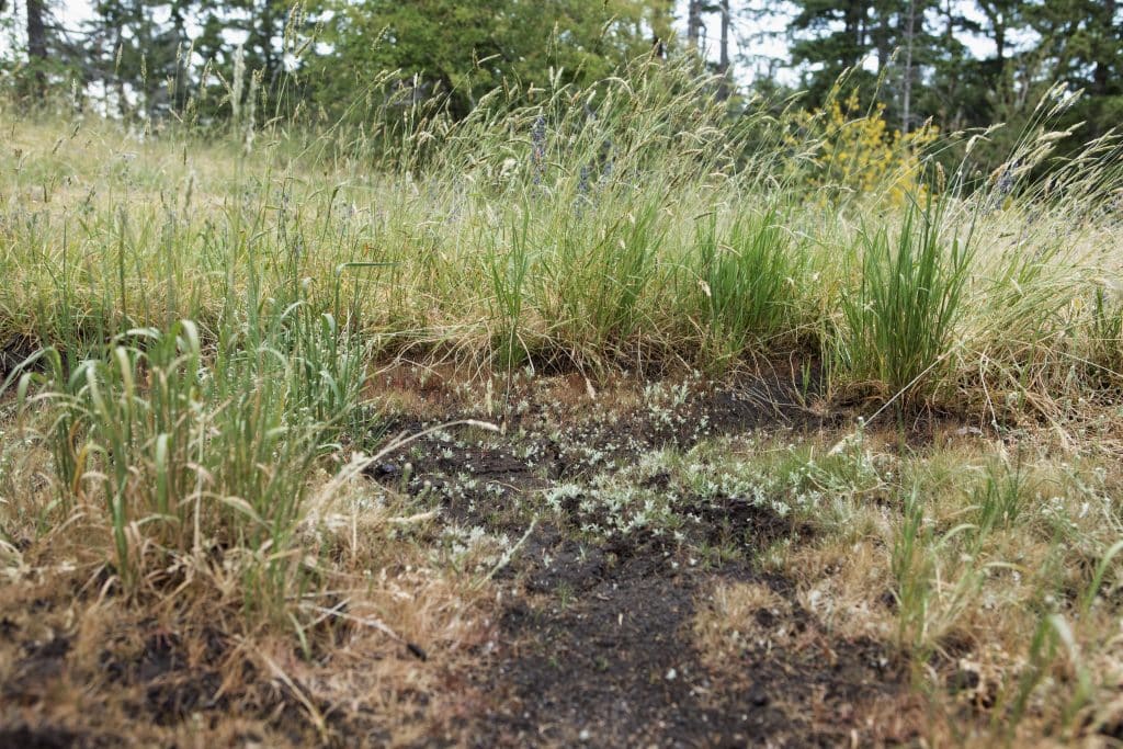 Vernal pools at Harewood Plains