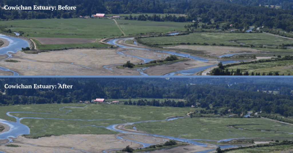 Two images, one above the other, showing what a portion of the Cowichan estuary looks like now, with the dike in place, and what it will look like after the dike is removed.