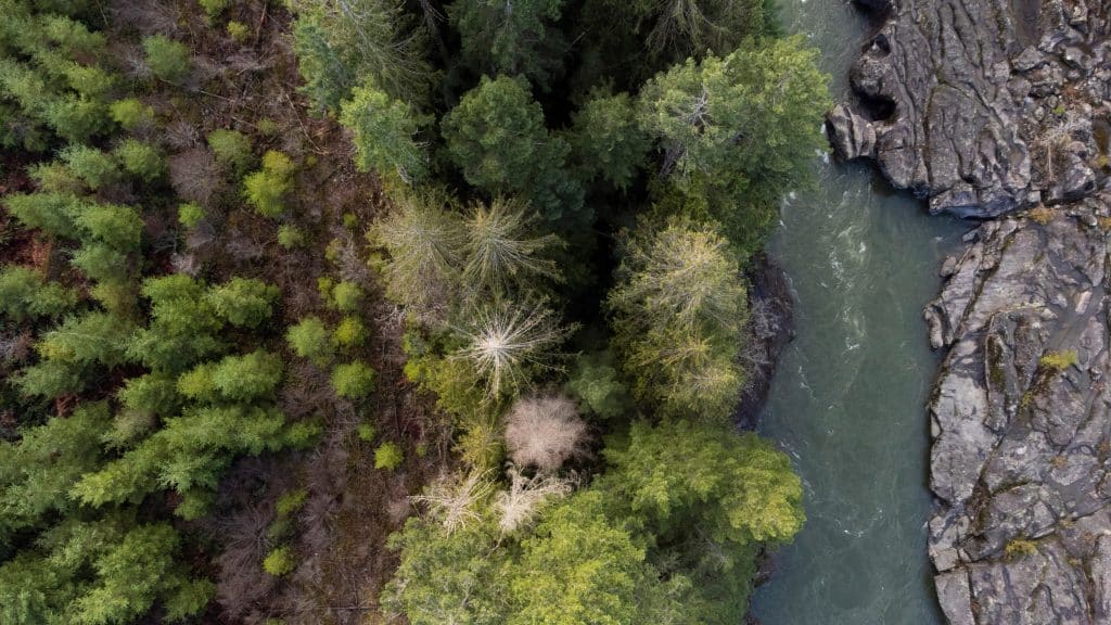 A drone shot from above of the Nanaimo River shows green treetops and a river on the right hand side.