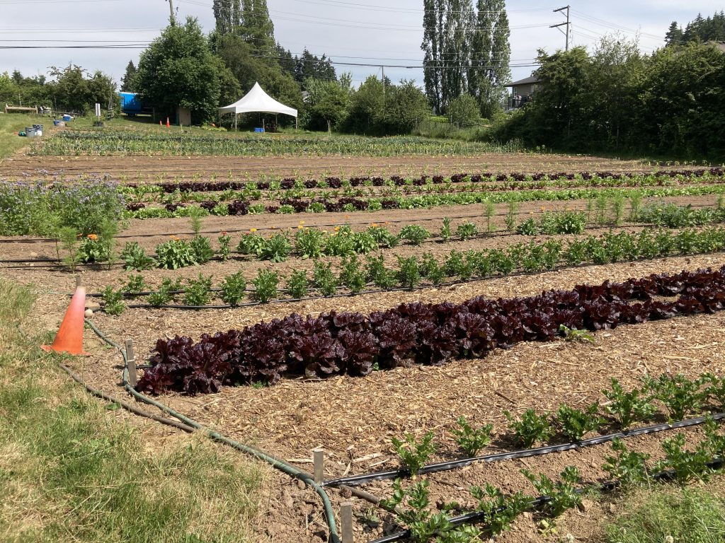 Rows of plants and vegetables with a white tent in the background