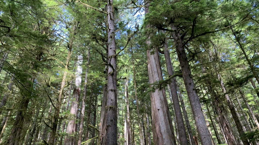 An old-growth forest on a sunny day
