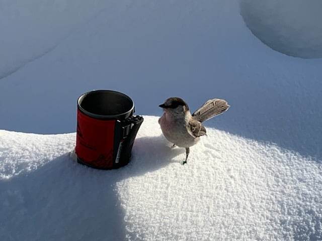 Whiskey jack in the snow next to thermos of soup