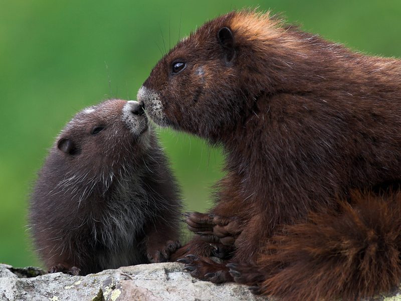 A marmot pup and an adult marmot boop noses.