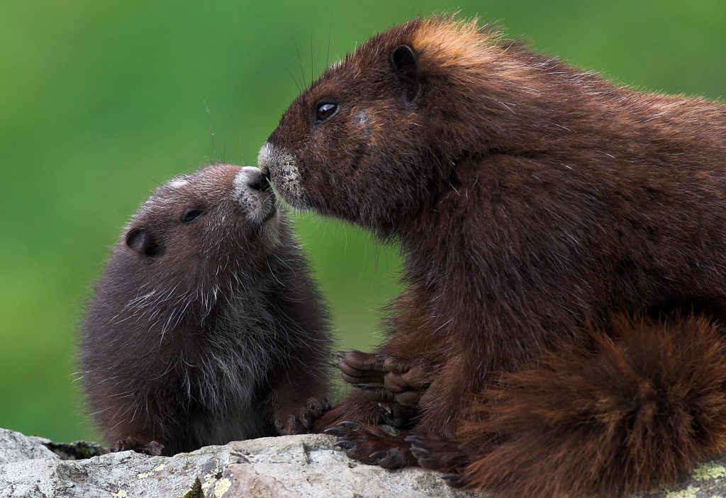 Marmot pup and adult marmot booping noses