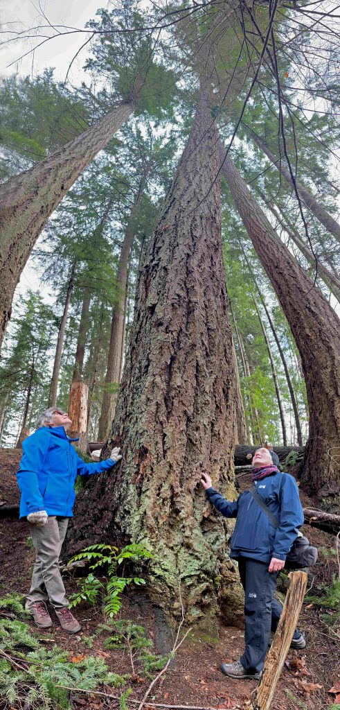 Two women stare up at a very tall fir tree in a forest