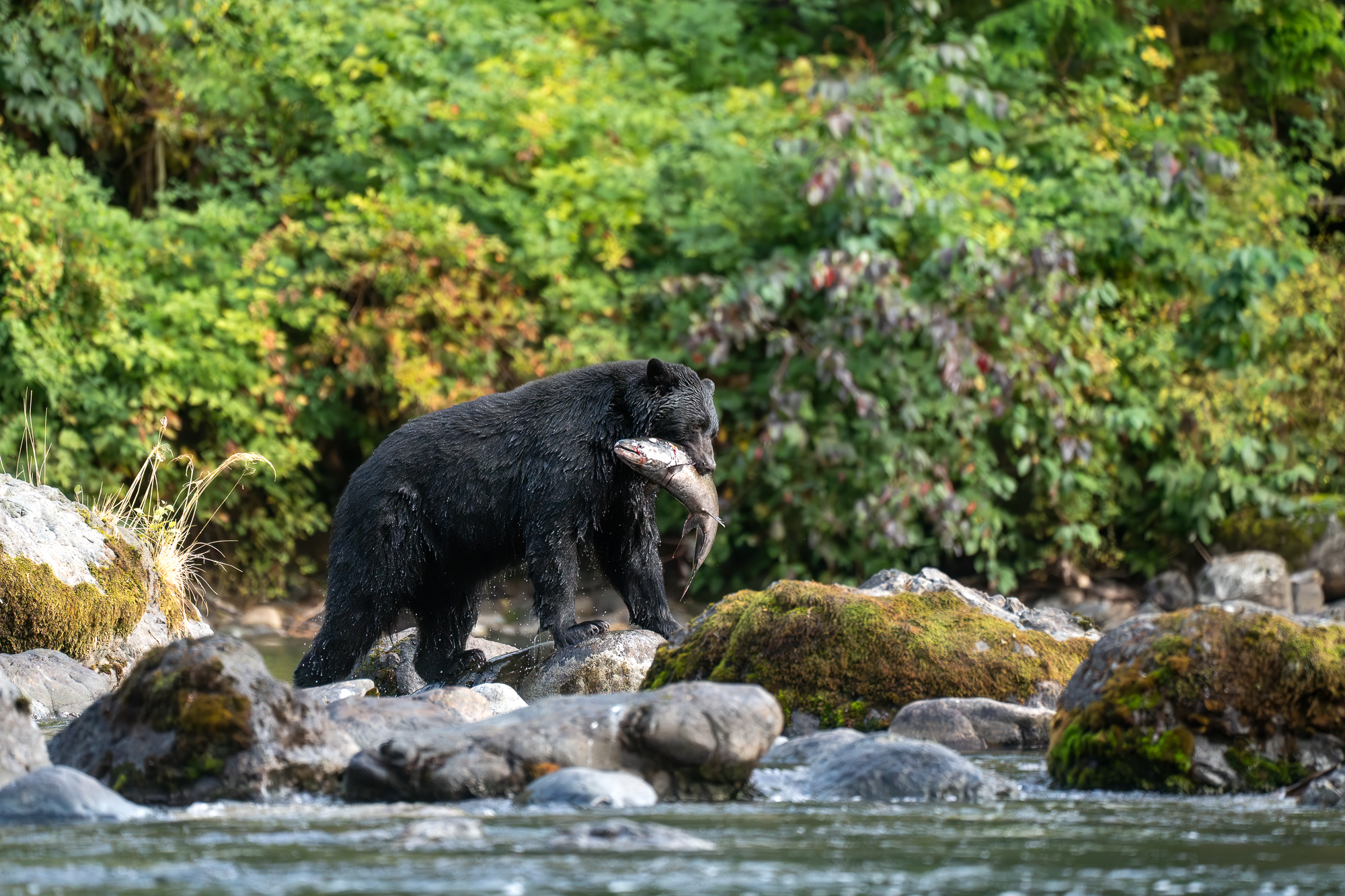 A black bear holds a salmon in its mouth as it crosses a river