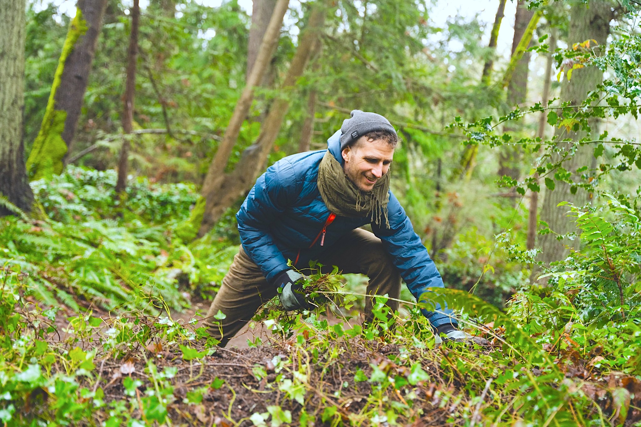 A man in a blue jacket and toque pulls English ivy out of the ground