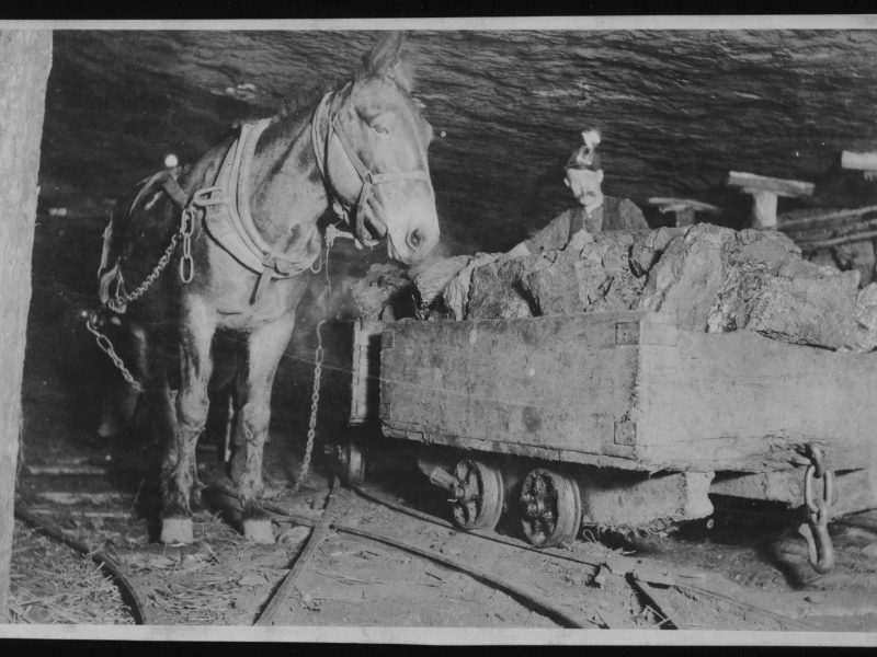 black and white photo shows a mule and miner in an underground mine