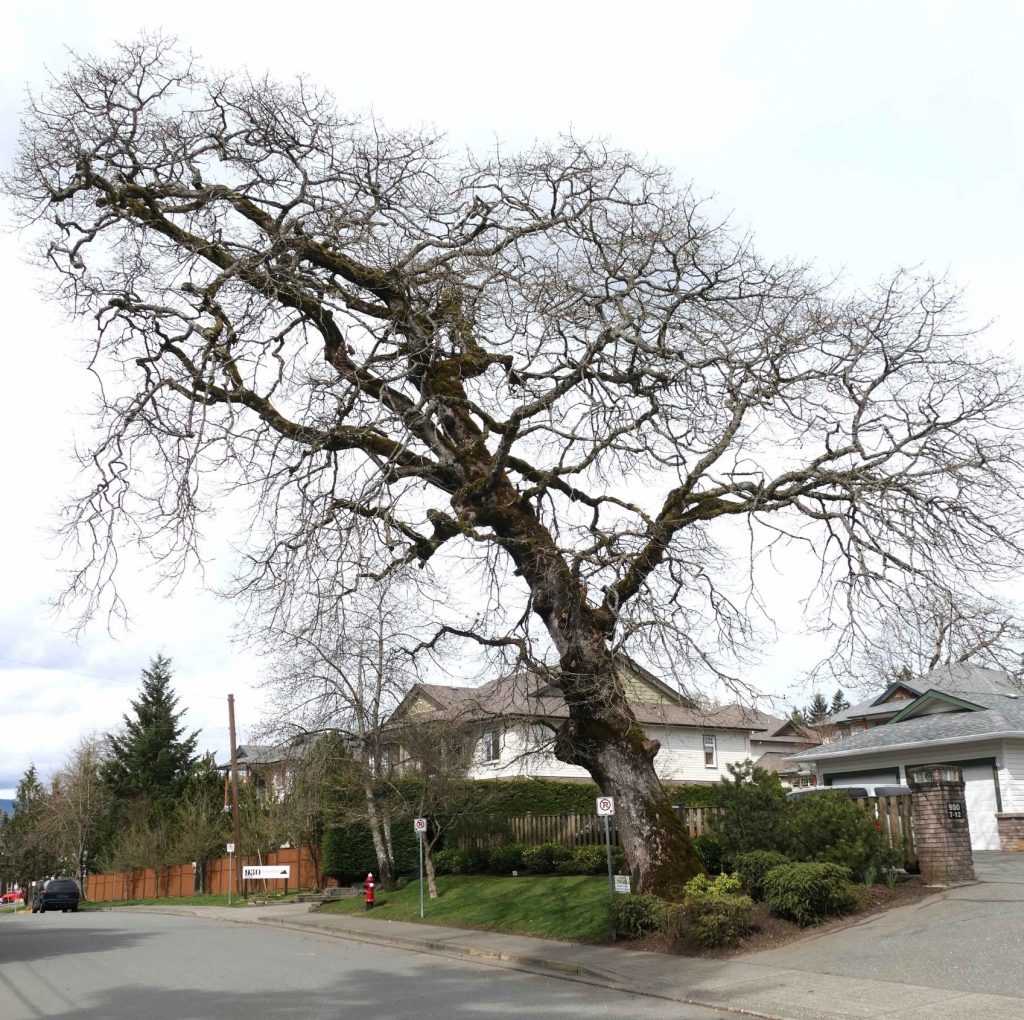 A large Garry oak tree on a residential street in the winter with no leaves. Its branches look like lungs.