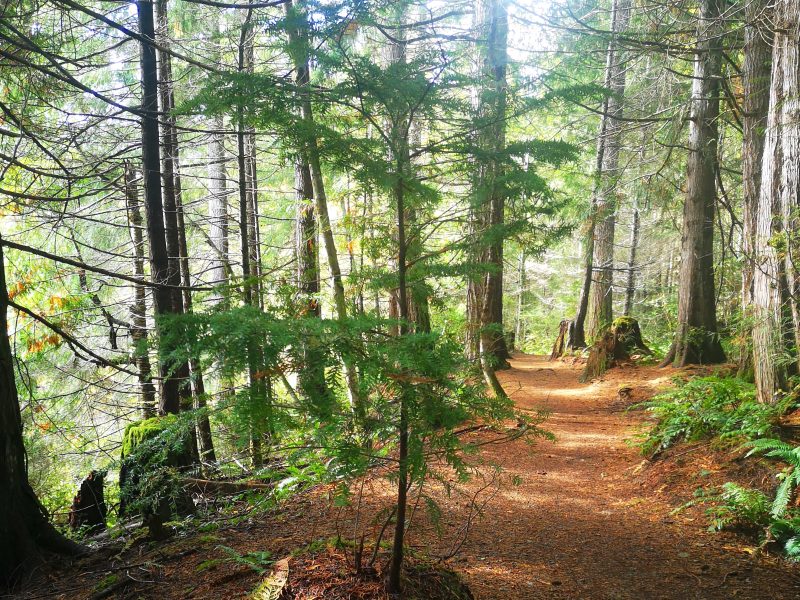 A trail with dappled light and evergreen trees. A small tree is growing out of an old stump in the foreground.