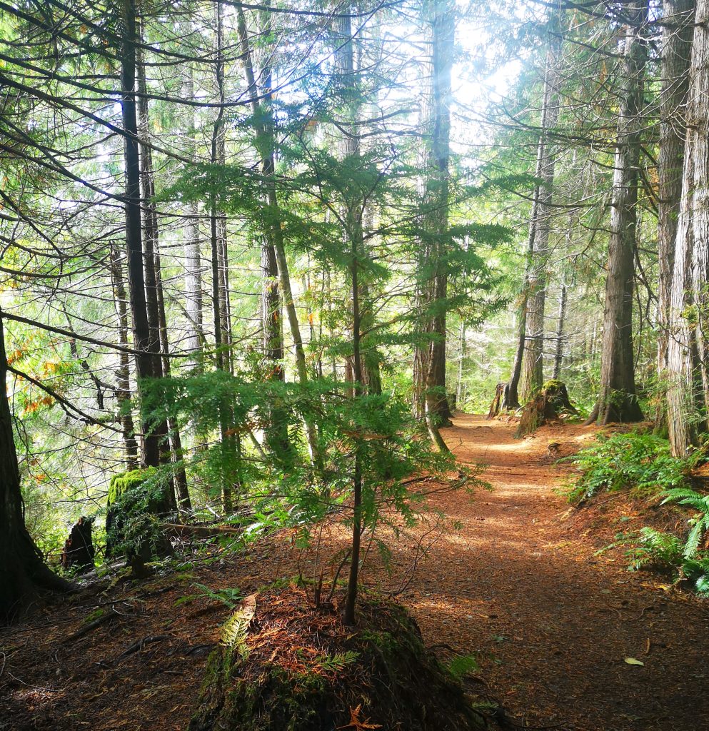 A trail with dappled light and evergreen trees. A small tree is growing out of an old stump in the foreground.