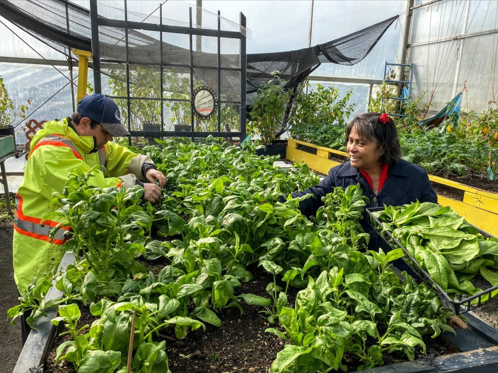 Two farm participants pick basil and lettuce leave inside a bright greenhouse.