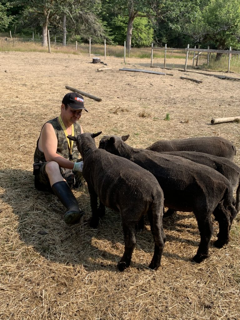 A young man in a baseball hat sits on the ground of an animal pen feeding sheared sheep hay from his hand.