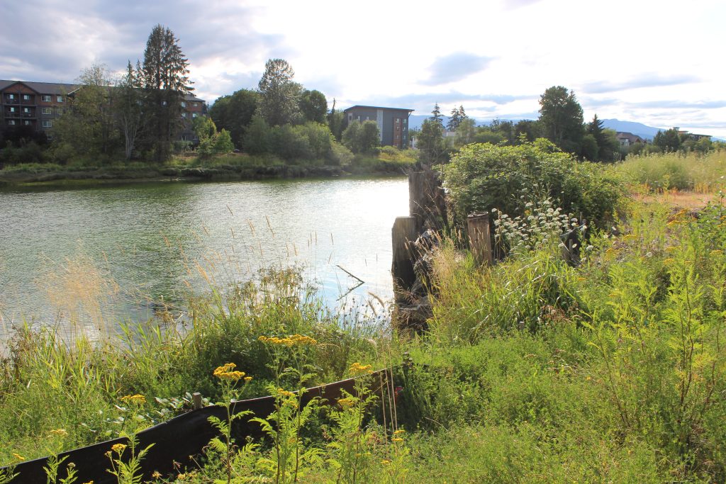 In the foreground, grasses and shrubs shoot up in front of a metal wall. Behind the metal wall is a slow river with medium-sized apartments on the other side.