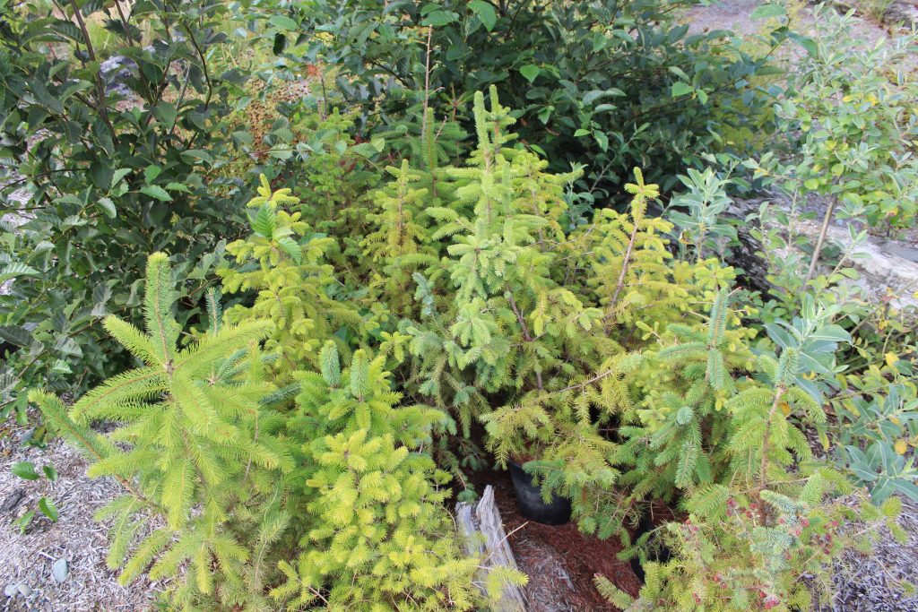 A cluster of baby sitka spruce. They are about half a meter tall.