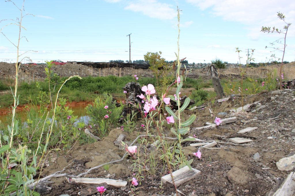 Delicate pink flowers sprout up through the dirt in the foreground. In the background are piles of dirt and a pool of dirty-looking water.
