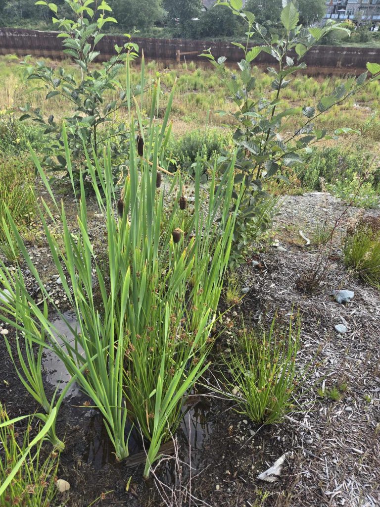 Cattails grow in a swampy area. Young alder trees grow behind them.