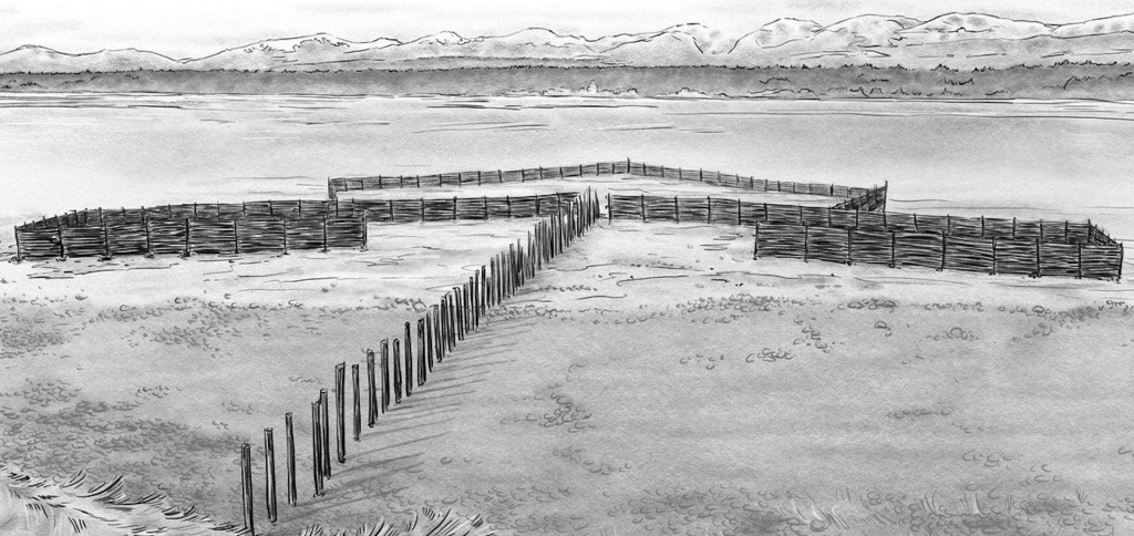 An illustration of the chevron-shaped fish traps. Posts are seen sticking out of the shore, creating an arrow-shape.