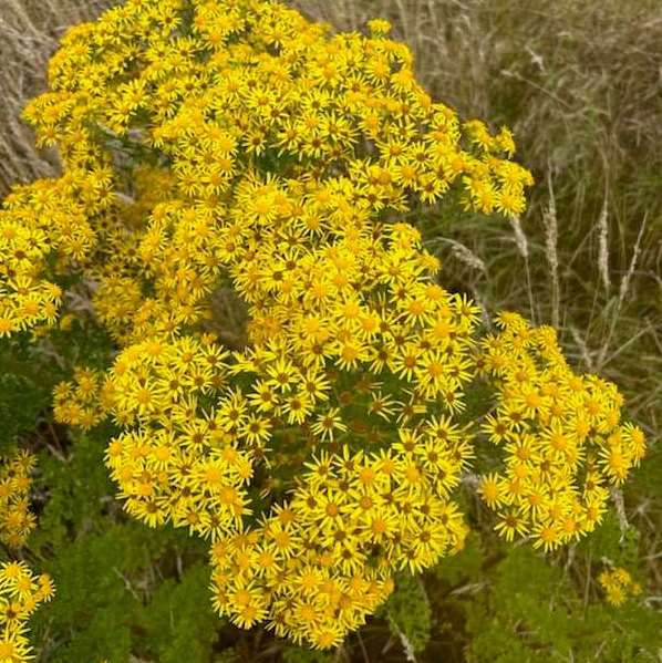 Bright yellow clusters of flowers that look like small daisies. Green foliage in background.