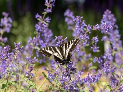 Photo of a butterfly on purple flowers.