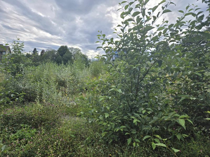 Young deciduous trees poke up through the ground alongside other greenery and wildflowers. Some sun and cloud in the sky.