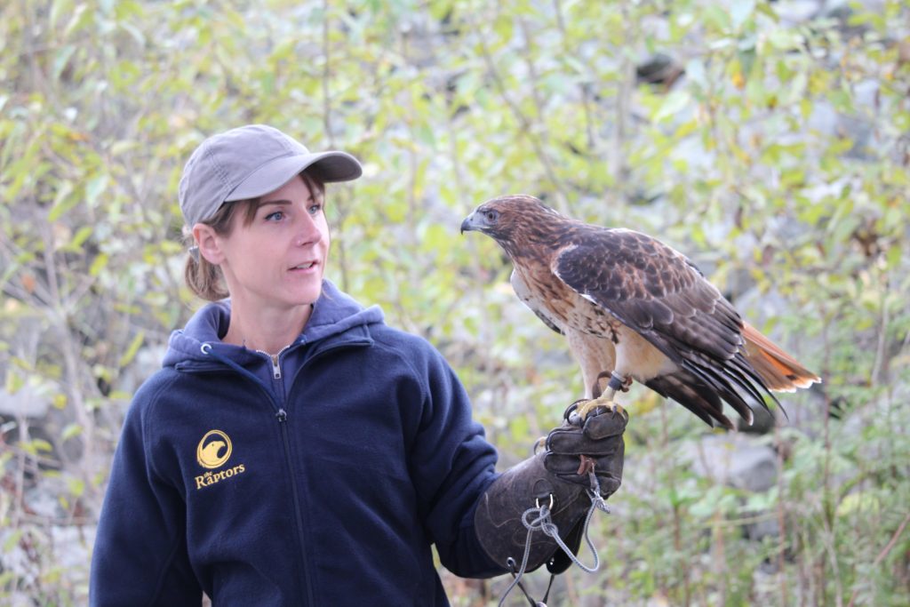 A woman looks at a red-tailed hawk perched on her hand.